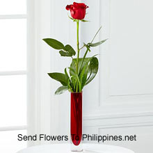 Cute Single Red Rose